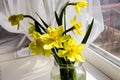 Yellow daffodil flowers in vase on the table Royalty Free Stock Photo