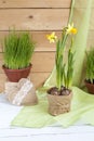 Yellow daffodil and fresh herbs in pots and handmade Valentines Day hearts on a light wooden background Royalty Free Stock Photo