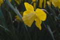 Yellow daffodil in the garden, daffodil field Royalty Free Stock Photo