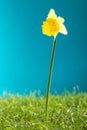 Yellow daffodil and green grass on blue background Royalty Free Stock Photo
