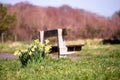 Yellow daffodil grow in a park by a bench, nobody. Warm sunny day, Trees out of focus in the background Royalty Free Stock Photo