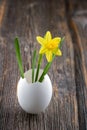 Yellow daffodil in a white egg shell Royalty Free Stock Photo