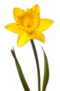 Yellow Daffodil Isolated