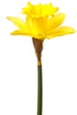 Yellow daffodil isolated Royalty Free Stock Photo