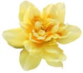 yellow daffodil isolated. One cut flower. on a white background Royalty Free Stock Photo