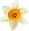 yellow daffodil isolated. One cut flower. on a white background Royalty Free Stock Photo