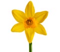 Yellow daffodil isolated on a white background Royalty Free Stock Photo