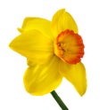 Yellow daffodil isolated on white Royalty Free Stock Photo