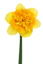 Yellow daffodil isolated on white Royalty Free Stock Photo
