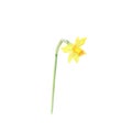 Yellow daffodil isolated on white background, botanical illustration. Royalty Free Stock Photo