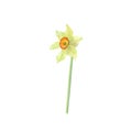 Yellow daffodil isolated on white background, botanical illustration. Royalty Free Stock Photo