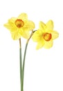Yellow daffodil isolated on white background. Narcissus flowers Royalty Free Stock Photo