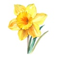 Yellow daffodil isolated on white background. Watercolor illustration