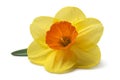 yellow daffodil isolated on a white background Royalty Free Stock Photo