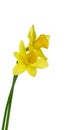 Yellow daffodil isolated on white background. Royalty Free Stock Photo