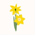 Yellow daffodil jonquil flower vector isolated on white background. Early spring garden plant illustration for bright festive
