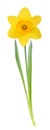 Yellow daffodil Royalty Free Stock Photo