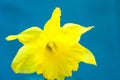 Yellow daffodil on light blue background, macro, abstract, copyspace for text, greeting card template, styled image for social med Royalty Free Stock Photo