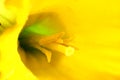 Yellow Daffodil - Macro Royalty Free Stock Photo