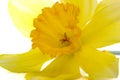Yellow Daffodil Macro Royalty Free Stock Photo
