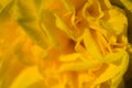 Yellow daffodil Royalty Free Stock Photo