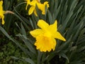 A Yellow daffodil in the morning