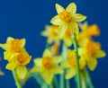 Yellow daffodil (Narcissus) against blue background Royalty Free Stock Photo