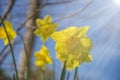 Yellow daffodil or narcissus flowerr Royalty Free Stock Photo