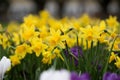 Yellow daffodil / Narcissus flowers in the spring with shallow depth of field. Royalty Free Stock Photo