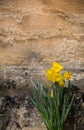 Yellow Daffodil Narcissus Flowers Blooming, Stone Wall Background.