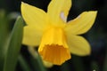 Daffodil / Narcissus Flower in a Closeup Royalty Free Stock Photo