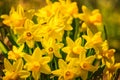 Yellow Daffodil Narcissus flowers outdors in spring. Nature flowers background Royalty Free Stock Photo