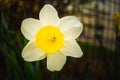 Yellow Daffodil Narcissus flowers outdors in spring. Nature flowers background Royalty Free Stock Photo