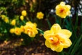 Yellow Daffodil Narcissus flowers outdors in spring. Nature flowers background Royalty Free Stock Photo