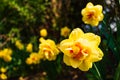 Yellow Daffodil Narcissus flowers outdors in spring. Nature flowers background Royalty Free Stock Photo