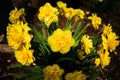 Yellow Daffodil Narcissus flowers outdors in spring. Nature flowers background Royalty Free Stock Photo