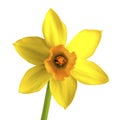 Yellow daffodil, narcissus isolated on white Royalty Free Stock Photo