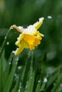 yellow daffodil (Narcissus Pseudonarcissus) and fresh fallen snow Royalty Free Stock Photo