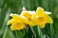 yellow daffodil (Narcissus Pseudonarcissus) and fresh fallen snow Royalty Free Stock Photo