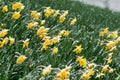 yellow daffodil (Narcissus Pseudonarcissus) and fresh fallen snow Royalty Free Stock Photo