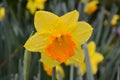 Yellow daffodil with orange centre