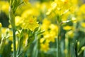 yellow daffodil in park in spring. blooming flower in garden. fl
