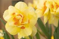 Yellow daffodil. Romantic double spring flower. Postcard, background. Royalty Free Stock Photo