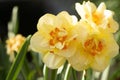 Yellow daffodil. Romantic double spring flower. Postcard, background. Royalty Free Stock Photo