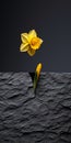 Yellow Daffodil: Minimalist Collage Of Graceful Balance On Black Background