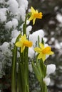 Yellow Daffodil In The Snow