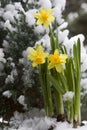 Yellow Daffodil In The Snow