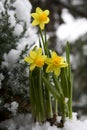 Yellow daffodil in the snow