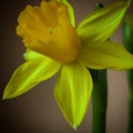 Daffodil Royalty Free Stock Photo