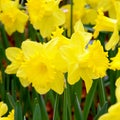Yellow Daffodil in the spring garden. Royalty Free Stock Photo